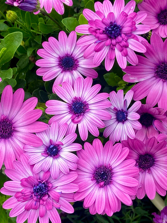 Understanding Breast Cancer: Facts, Hope & Helpful Support
