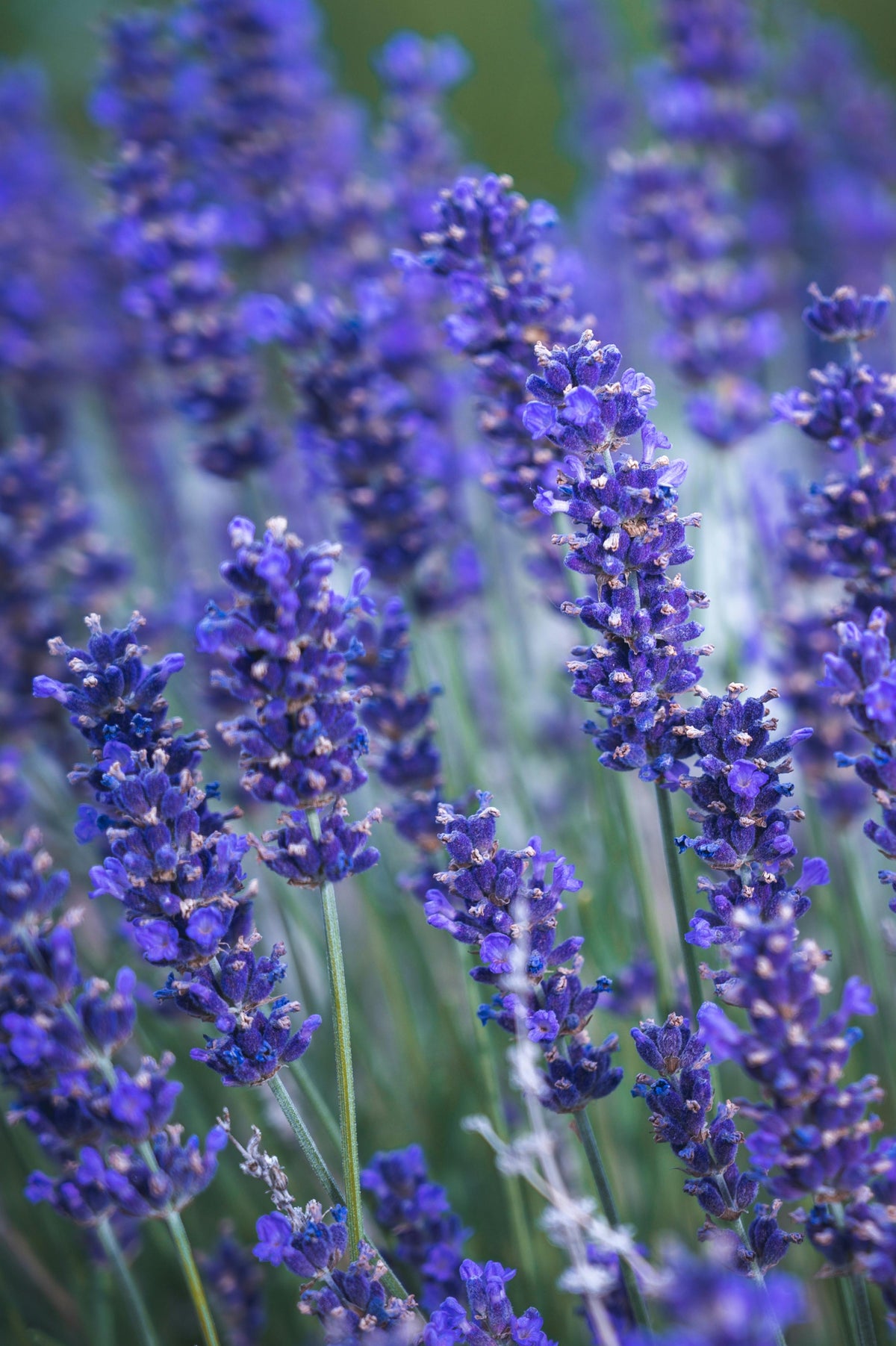 Natural Remedies & Healing
