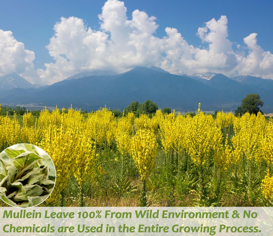 Premium 50 Mullein Leaf Tea Bags. Made with 100% Pure Mullein Leaves