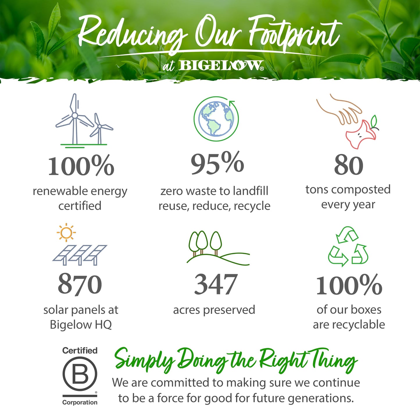 Bigelow Tea Benefits Calm Stomach Ginger Peach Herbal Tea