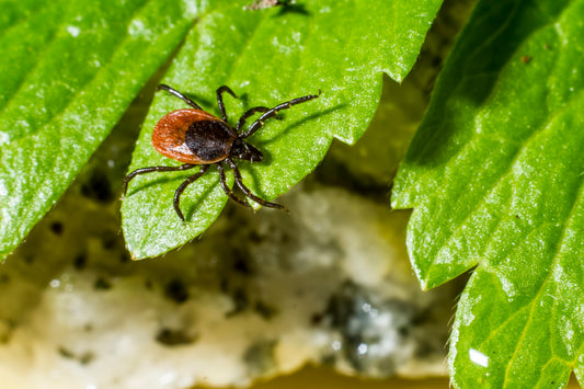 Battling Lyme Disease: Early Signs, Treatments, and Wellness Tools